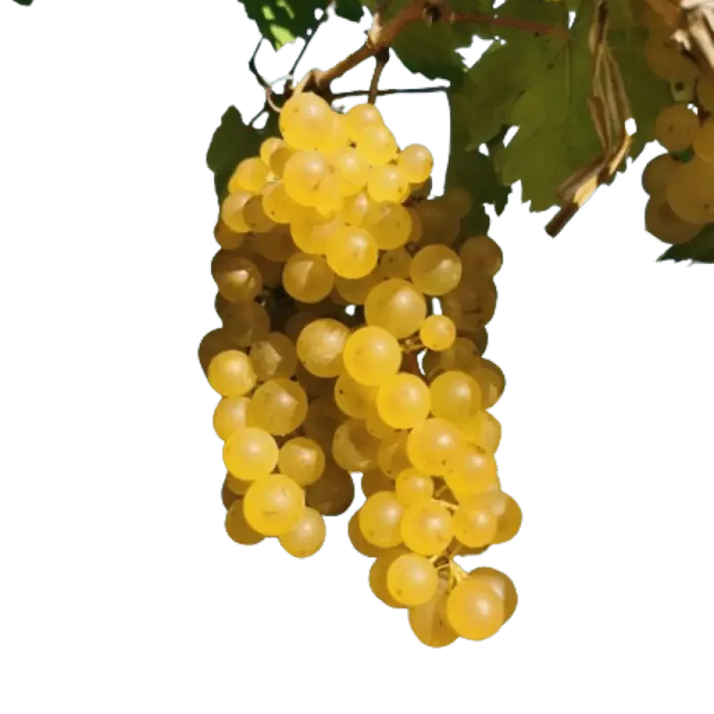 IMG_20200909_170747__1_-removebg-preview (1)